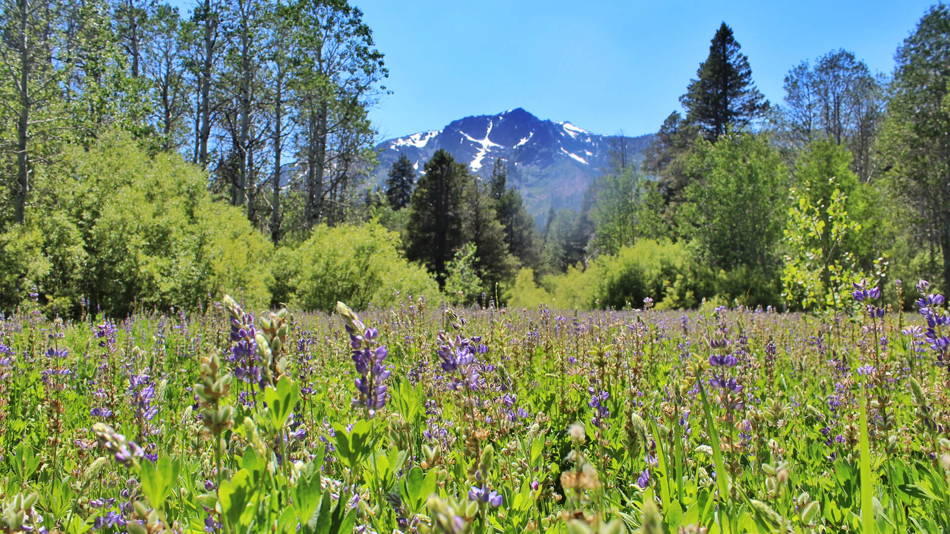 View of Mt Tallac with Wild Flowers in the Meadow - Kristin Rust / LTVA