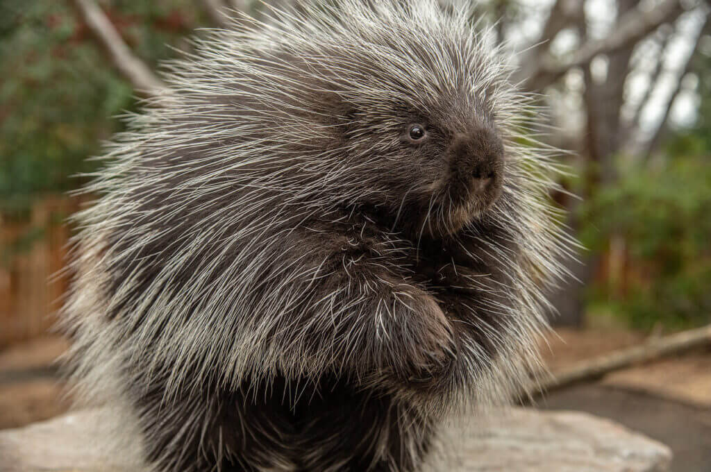 North American Porcupine