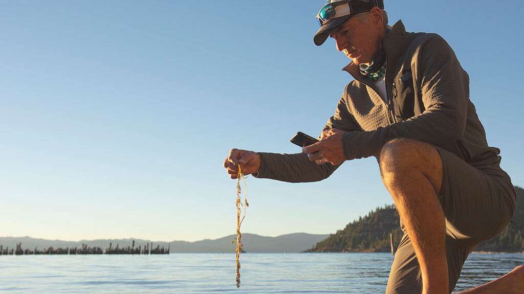 A man taking a picture of invasive weeds for the citizen science app