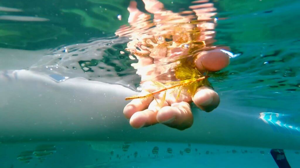 a hand under the water grabbing an invasive weed