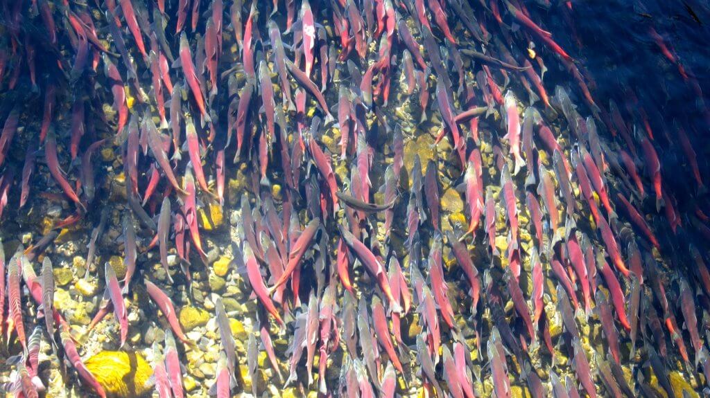 Kokanee salmon in Taylor Creek on Tahoe’s south shore