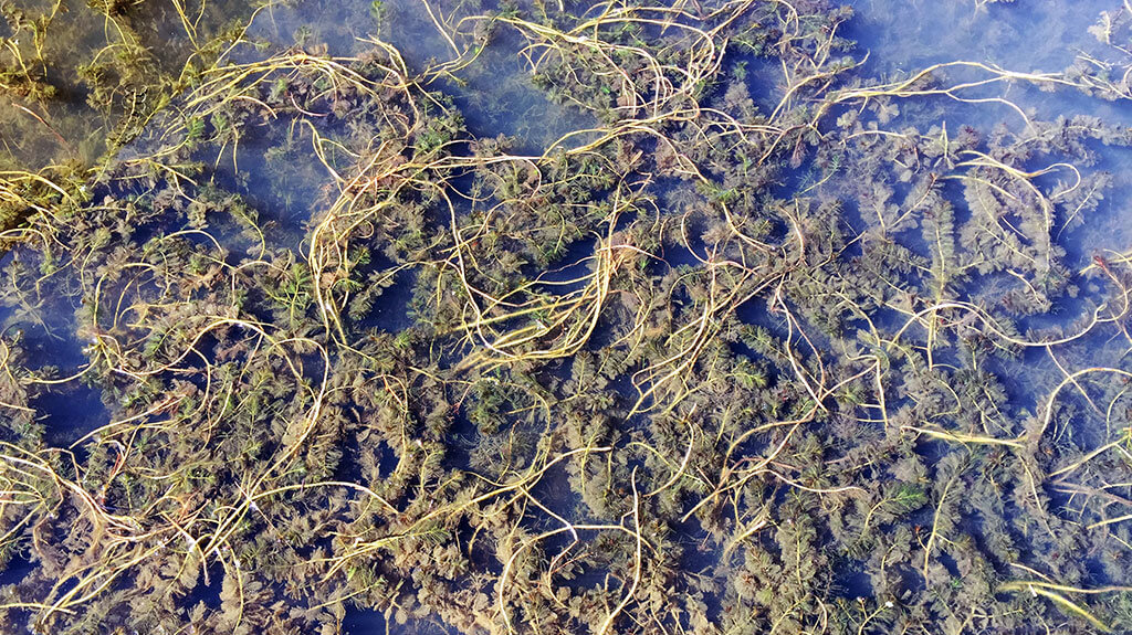 Aquatic invasive weeds