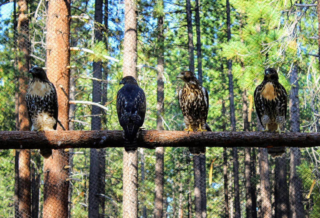 Lake Tahoe Wildlife Care