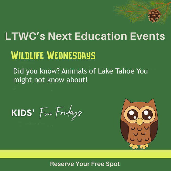 Wildlife Wednesdays Lake Tahoe Wildlife Care
