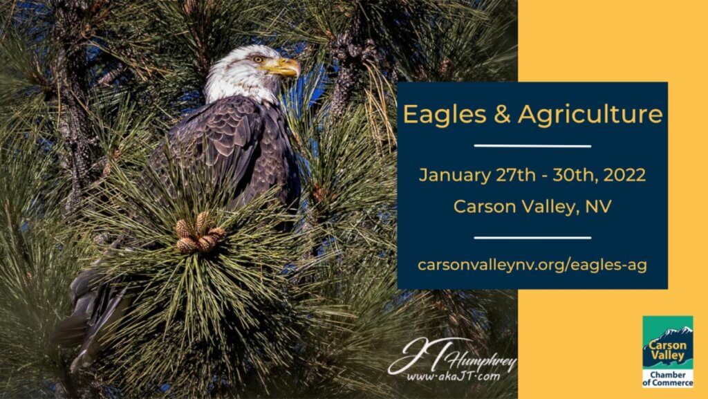 eagles and agriculture carson valley
