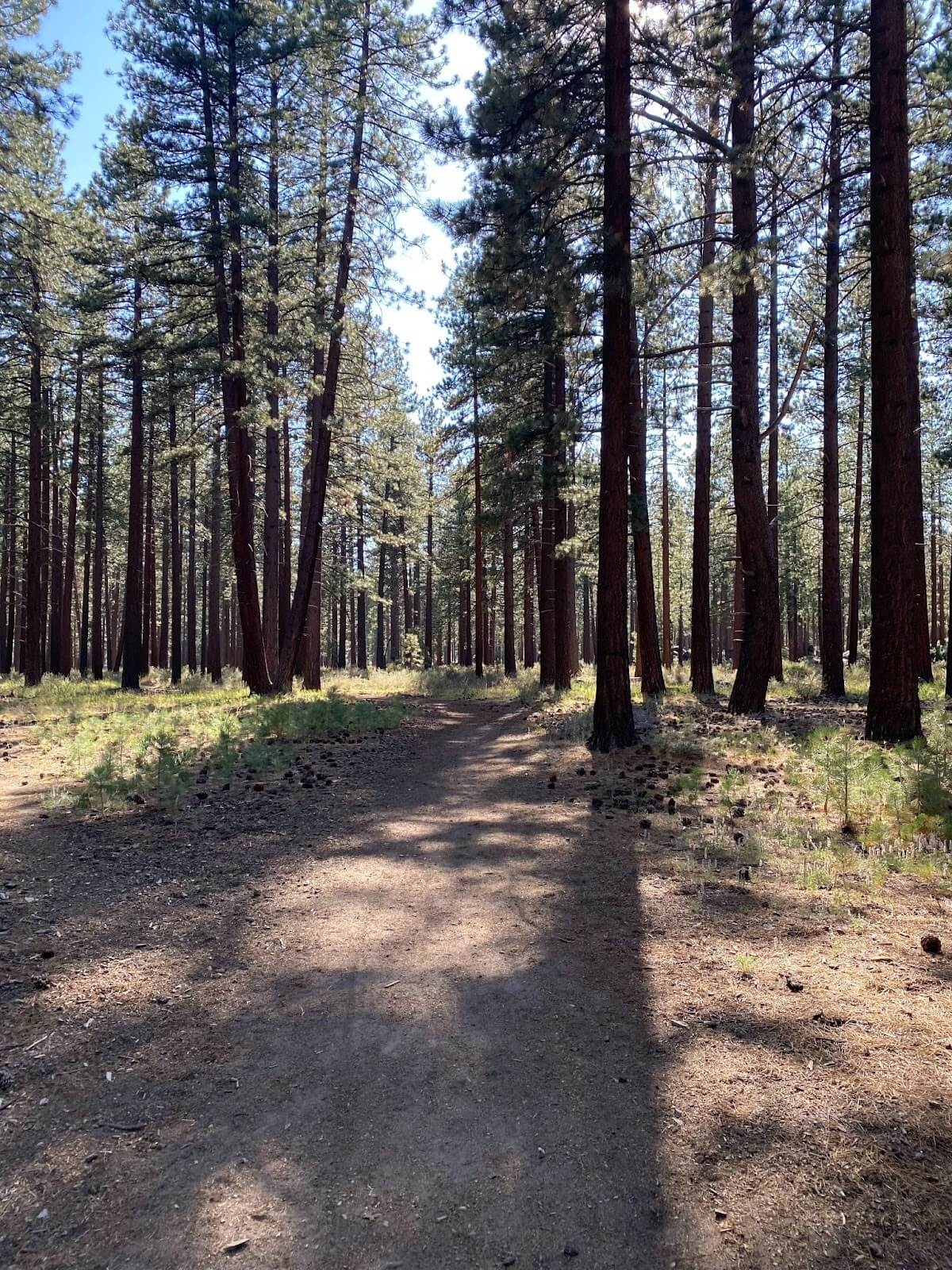 The Washoe Tribe and Their History Around Lake Tahoe - Visit Lake Tahoe