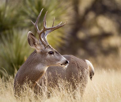 mule deer in lake tahoe