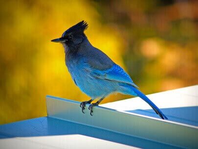 Stellar's Jay in Lake Tahoe