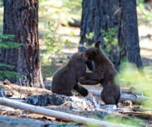 Black Bears at Lake Tahoe