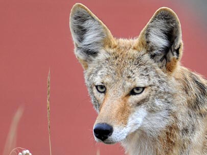 lake tahoe coyote