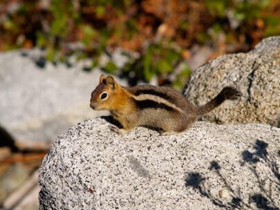 lake tahoe wildlife