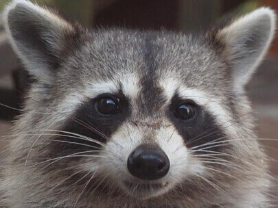 raccoon in lake tahoe