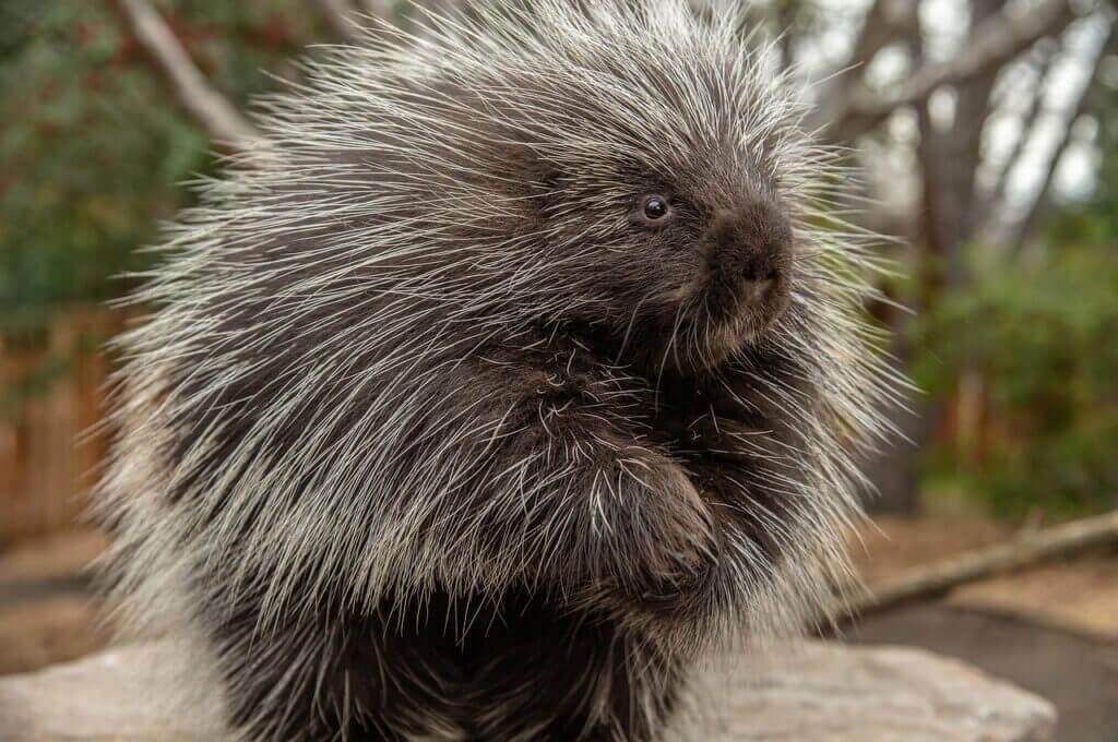 lake tahoe porcupine