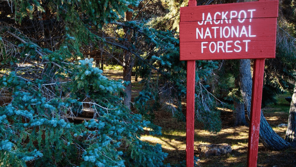Jackpot National Forest | Photo: Travel Nevada