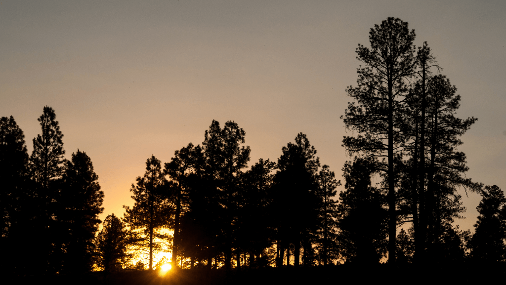 Trees Silhouetted in Tusayan, Arizona