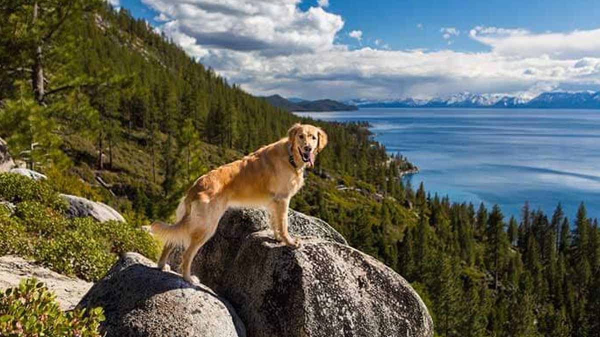 scenic view of a dog hiking in tahoe