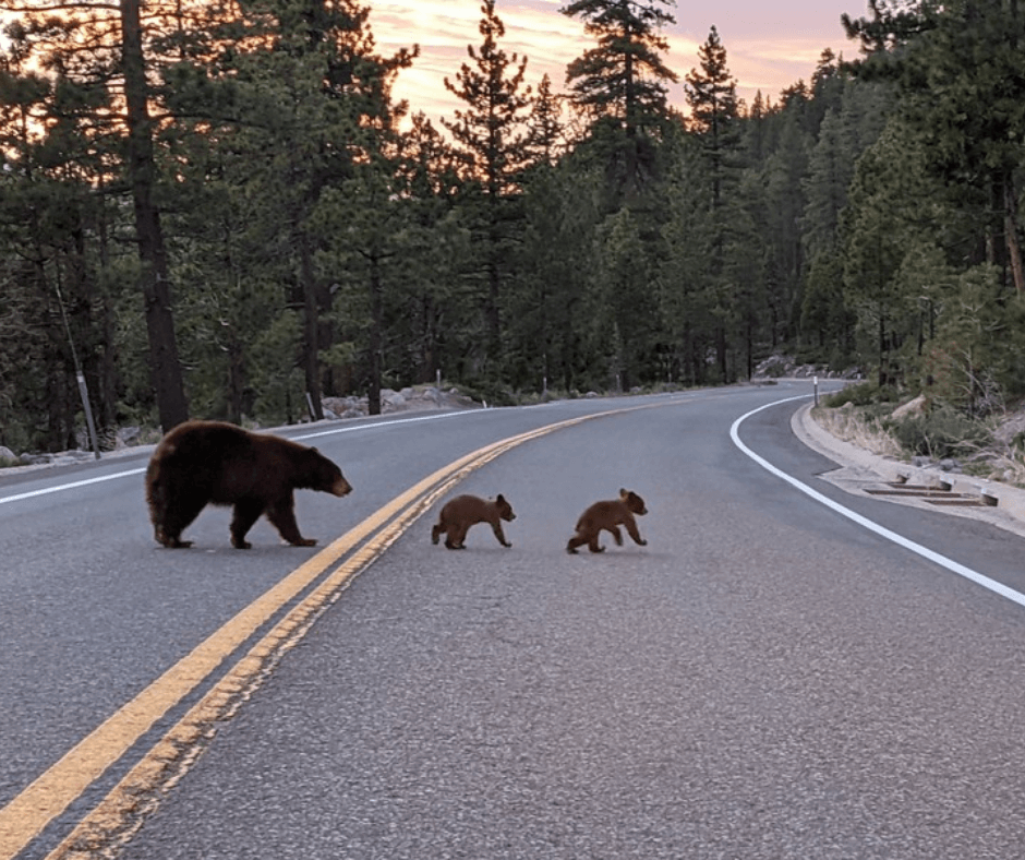 Black Bears crossing the road Tahoe