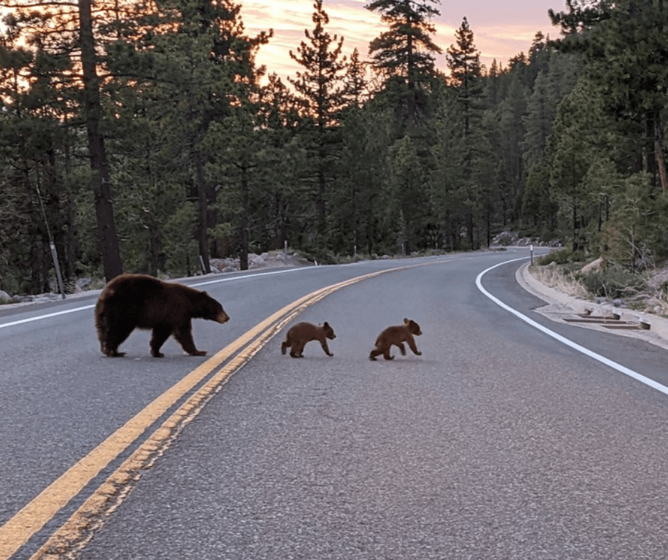 Slow Down and Take In All of Tahoe This Summer