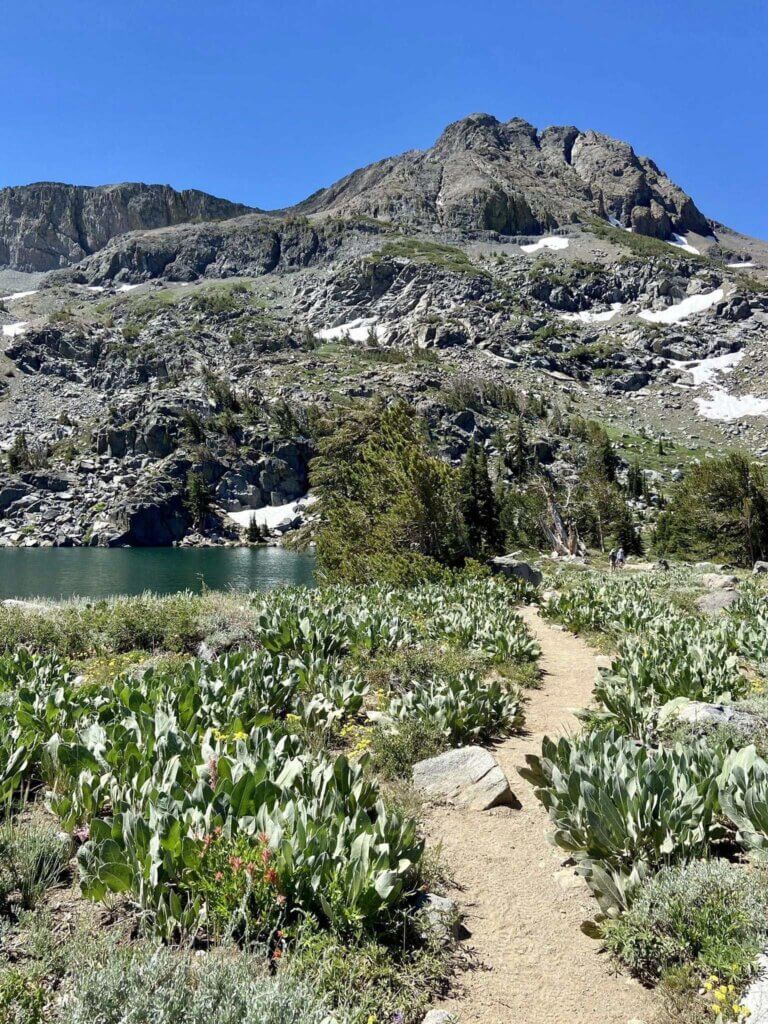 are dogs allowed at emigrant lake