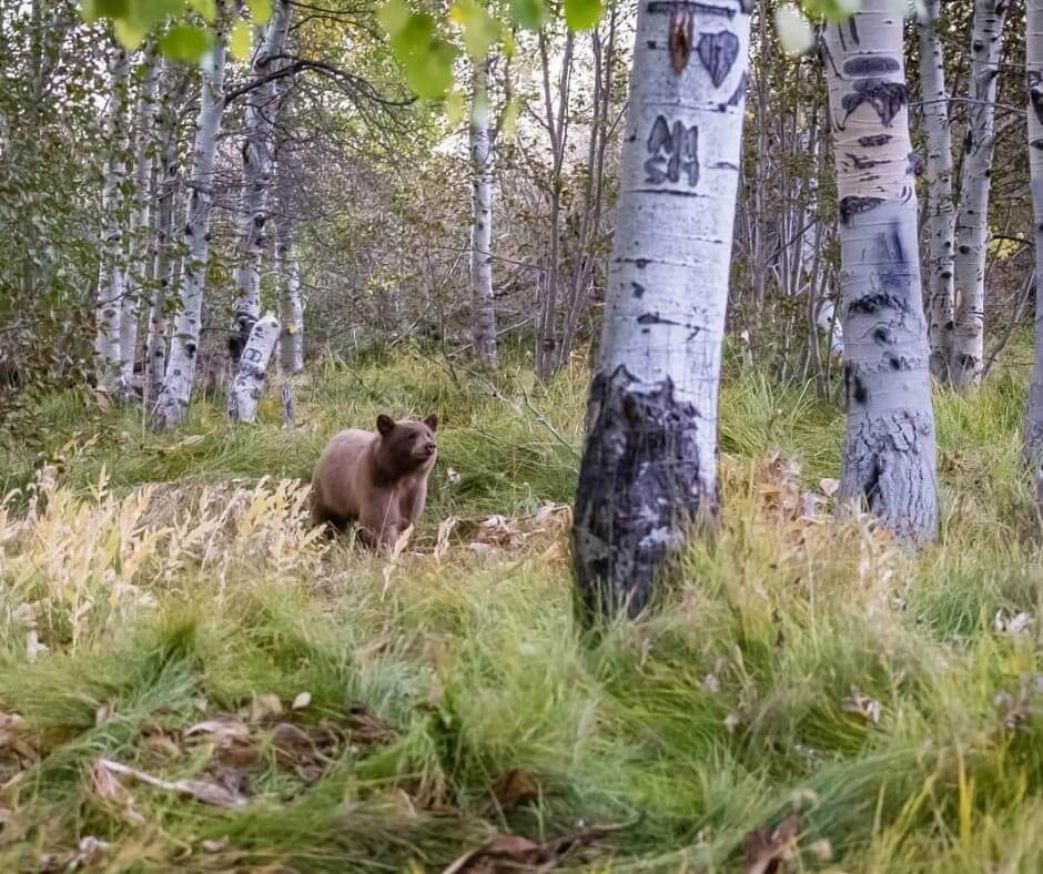 They Belong Here: Help Keep Tahoe Bears Wild - Visit Lake Tahoe