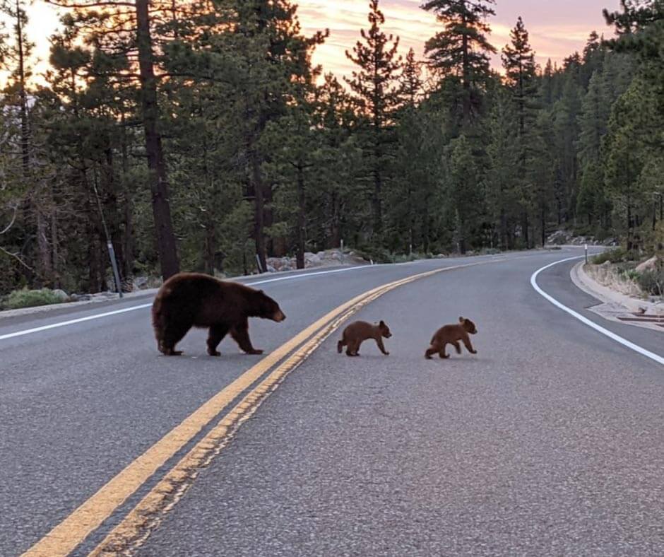 They Belong Here: Help Keep Tahoe Bears Wild - Visit Lake Tahoe