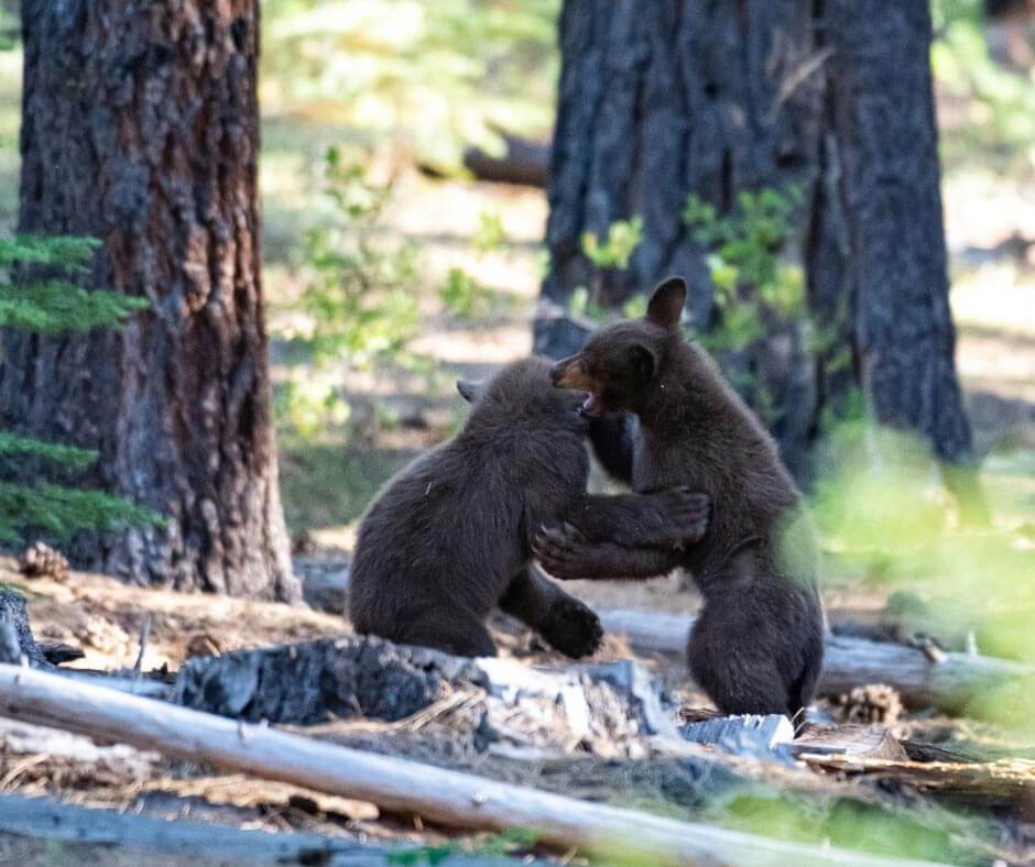 They Belong Here: Help Keep Tahoe Bears Wild - Visit Lake Tahoe