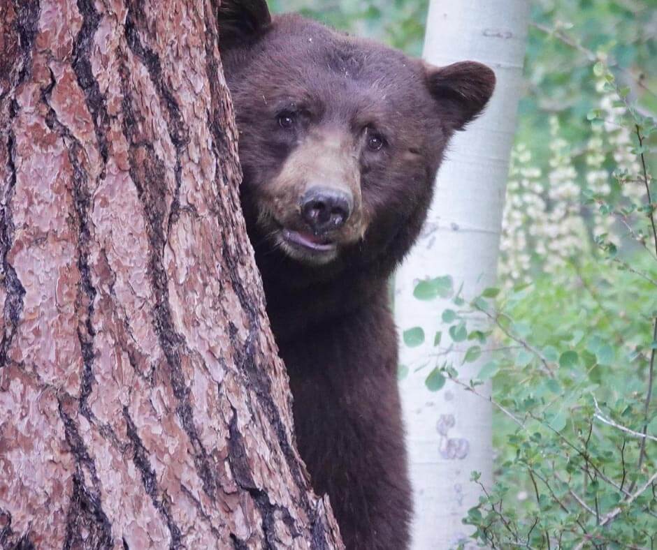 They Belong Here: Help Keep Tahoe Bears Wild - Visit Lake Tahoe