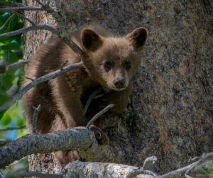 Young Bear in a tree at Tahoe