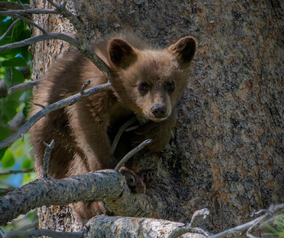 Standing Black Bear  U.S. Fish & Wildlife Service