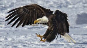 Eagles and Ag Carson Valley NV