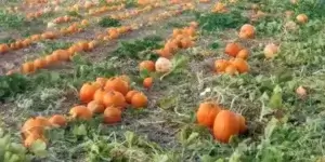 Corley Ranch Pumpkin Patch & Harvest Festival Carson Valley NV
