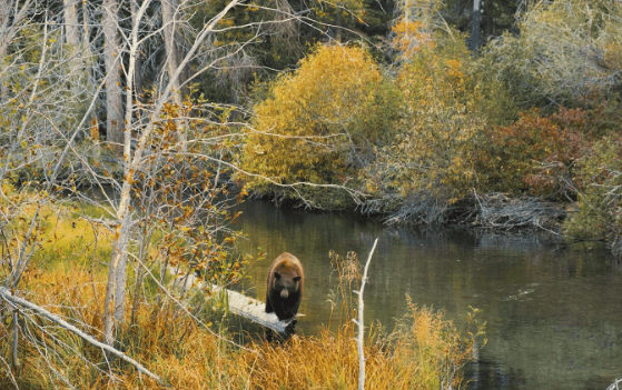 Bear at Taylor Creek Lake tahoe
