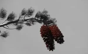 Castle Rock Snowshoe with Sugar Pine Foundation