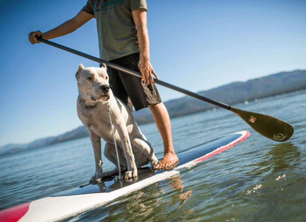 Dog and man enjoy a paddleboard cruise