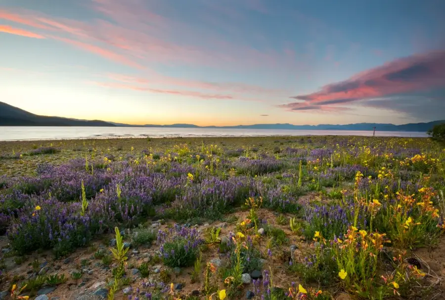 A field of wildflowers is illuminated at sunset along the shore of Kiva Beach in the summer