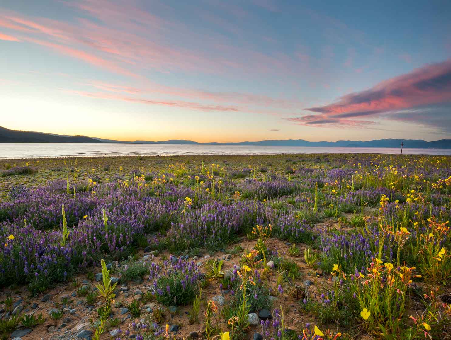 wildflowers lake tahoe meadow
