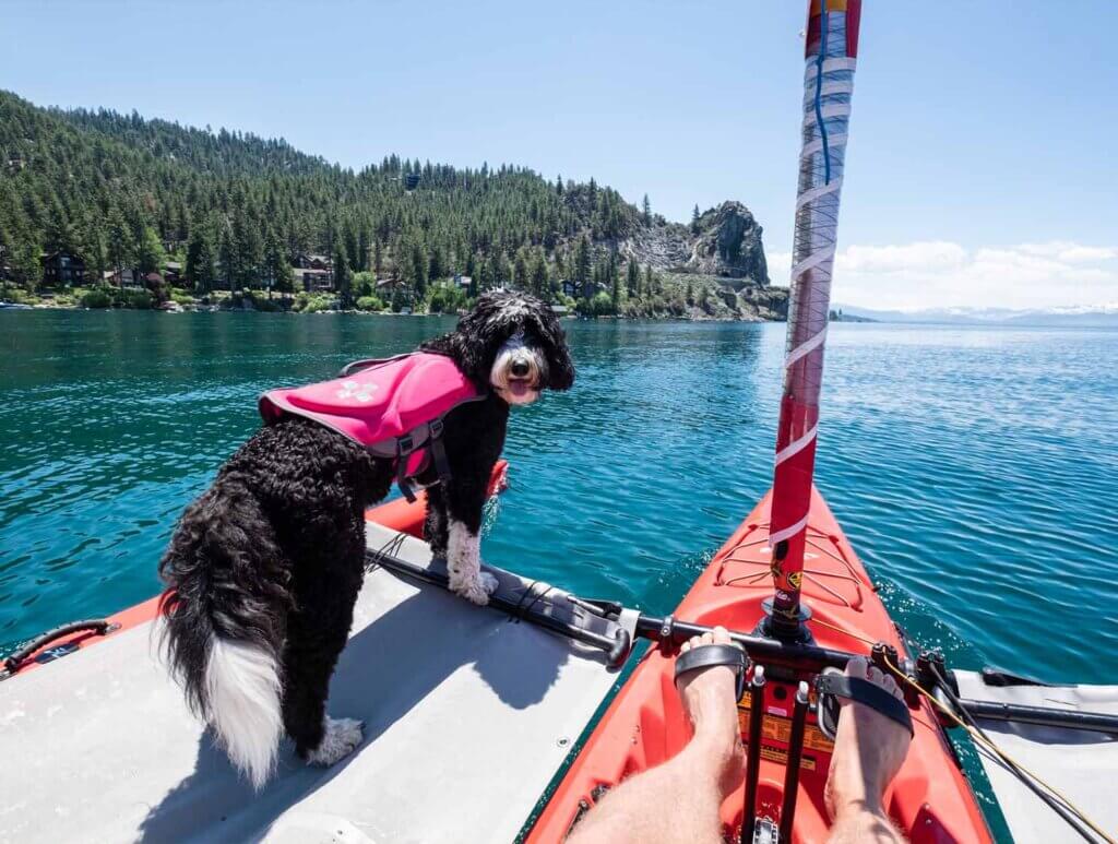 dog sailing in lake tahoe