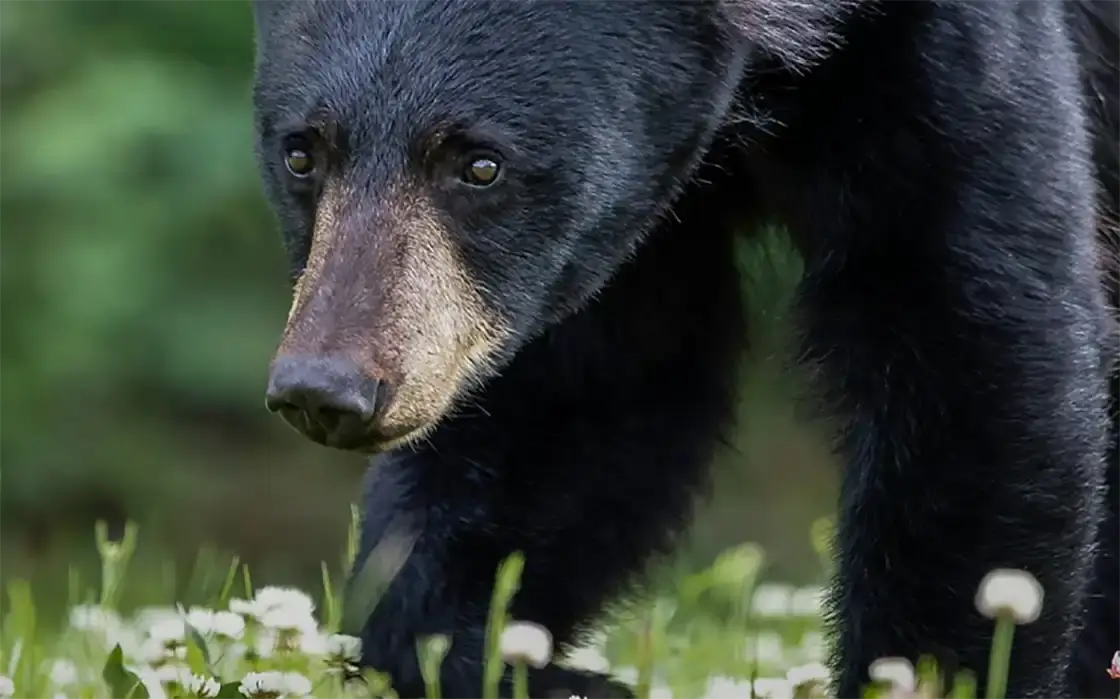 Black Bear