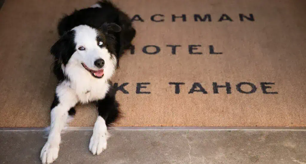 Dog on Lake Tahoe welcome mat