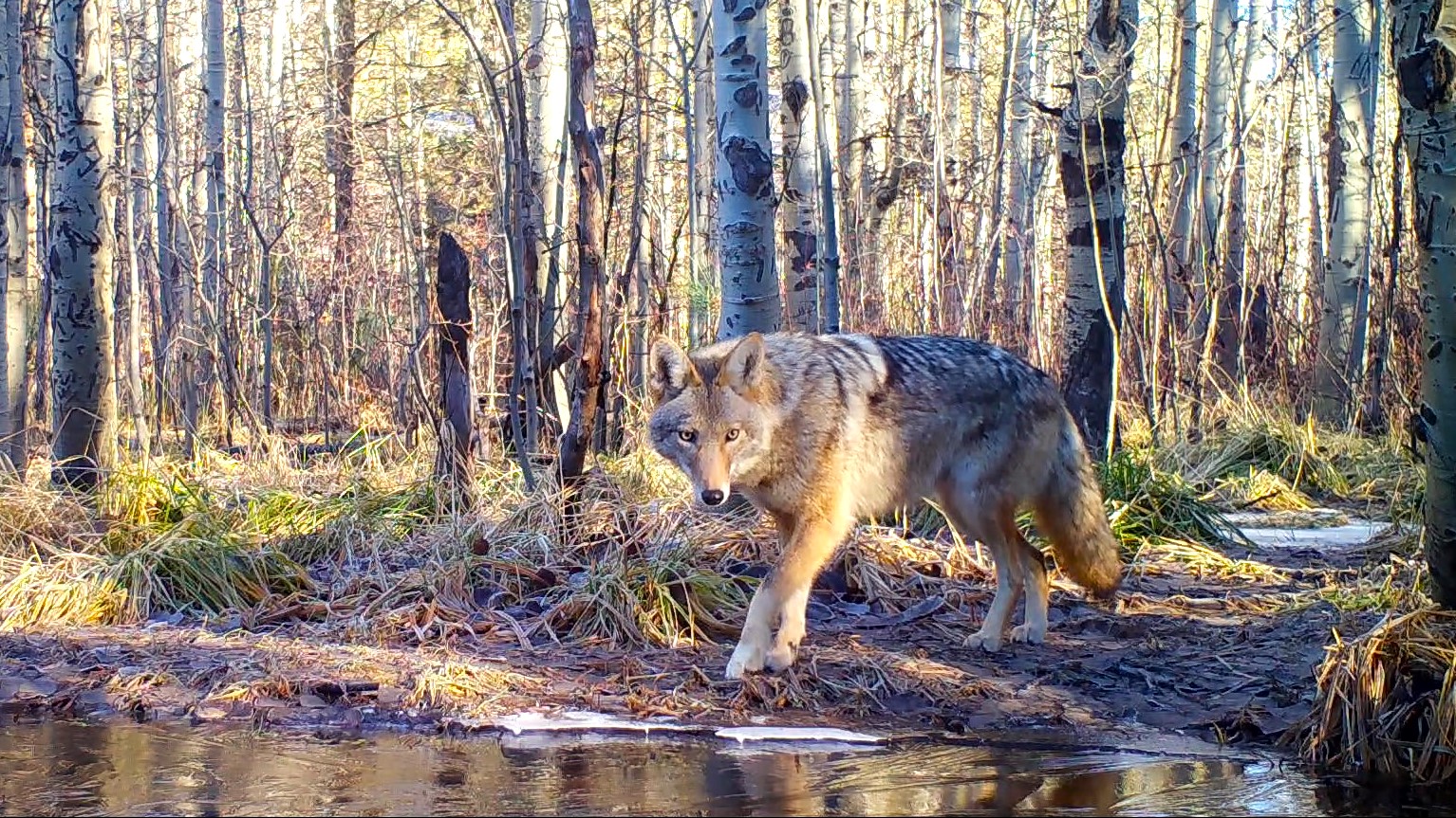 Coyote in the woods