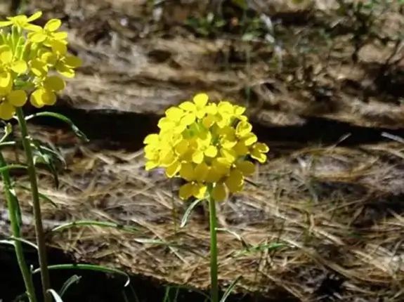 Wildflower Wednesday Walk at Emerald Bay