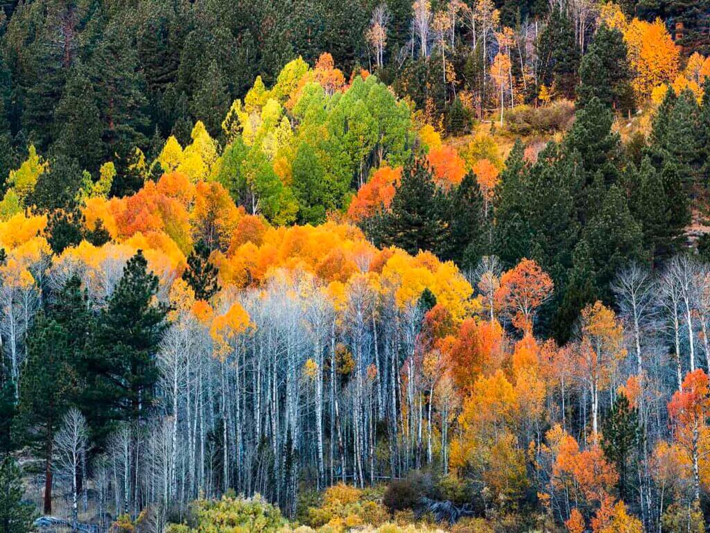 Fall Colors Hope Valley near Lake Tahoe