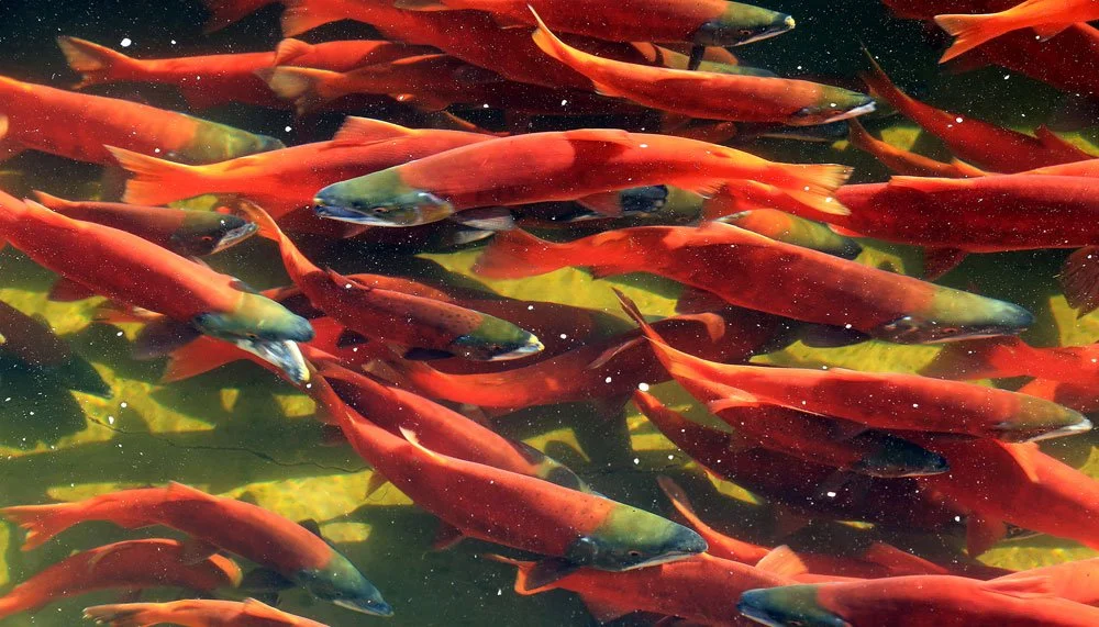 Spawning Kokanee Salmon