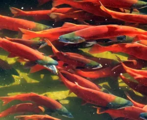 Spawning Kokanee Salmon