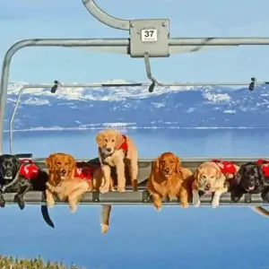 Heavenly Avalanche Rescue Dogs Meet & Greet at Margaritaville Resort Lake Tahoe