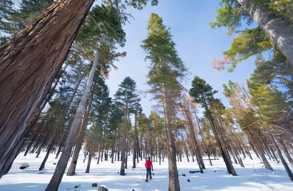 snow shoeing through lake tahoe woods