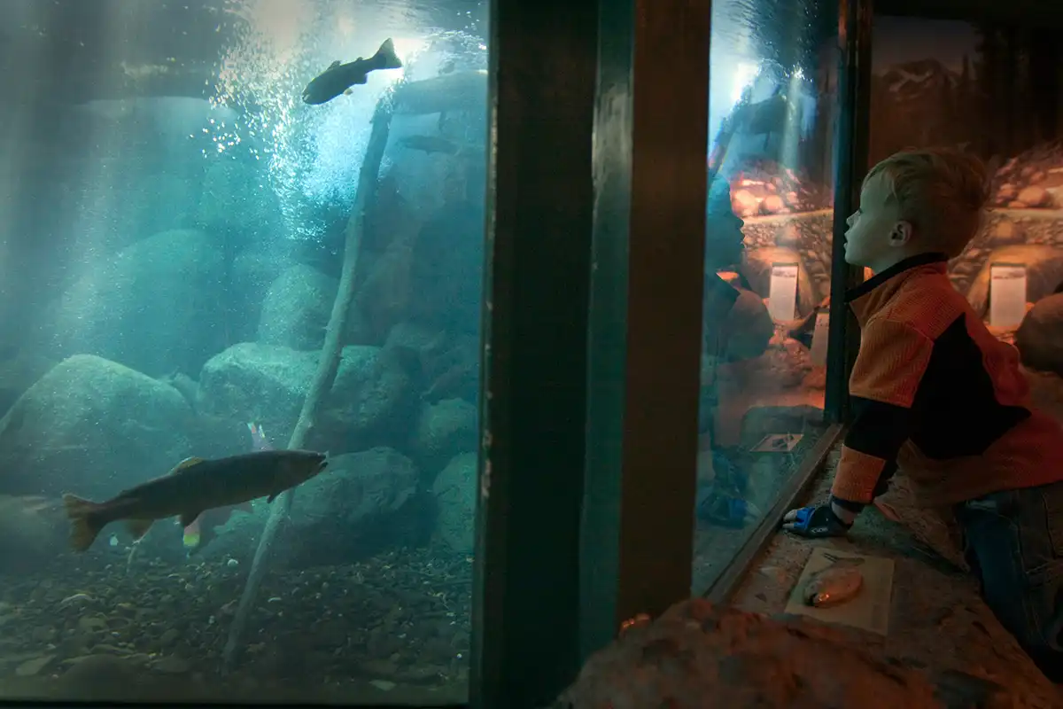 Taylor Creek Stream Profile Chamber Lake Tahoe