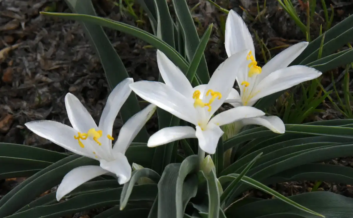 Tahoe Wildflower Big Year Celebration