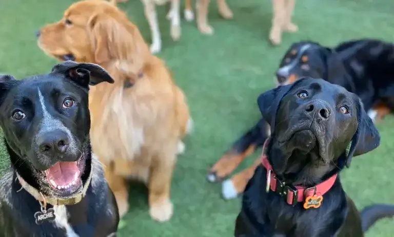 Tahoe Best Friends Doggie Daycare, Boarding and Training Center