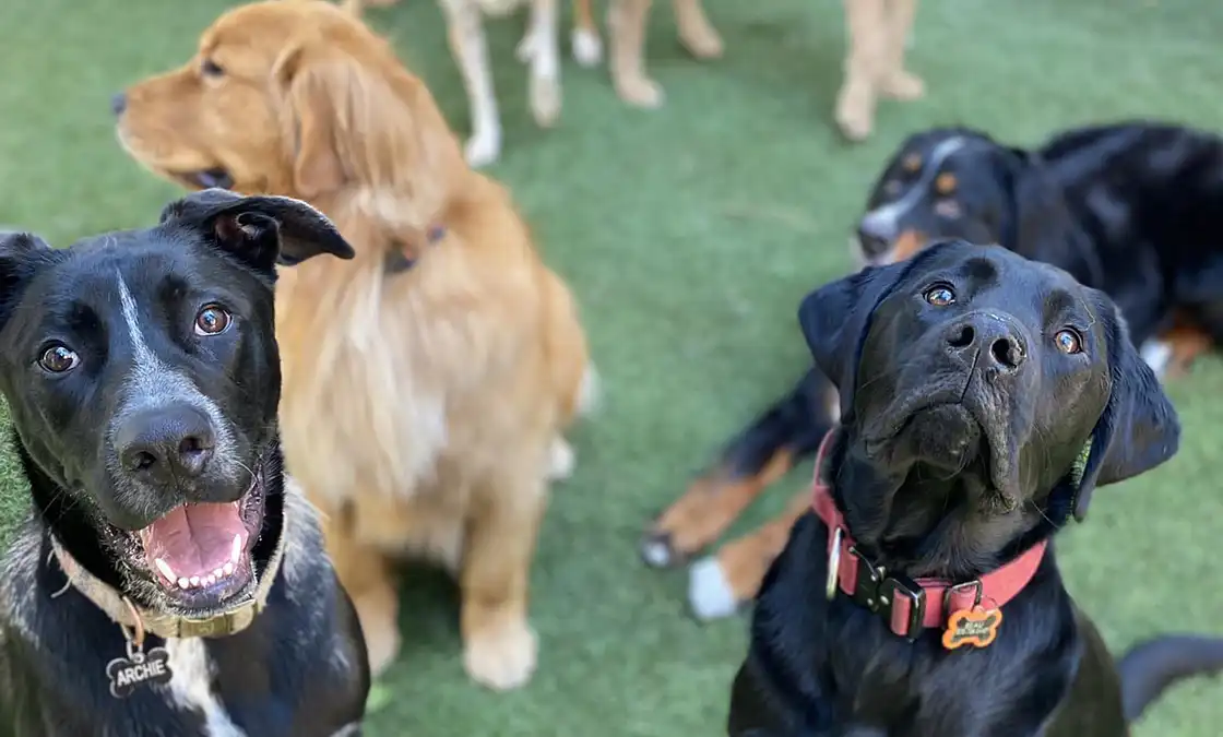 Tahoe Best Friends Doggie Daycare